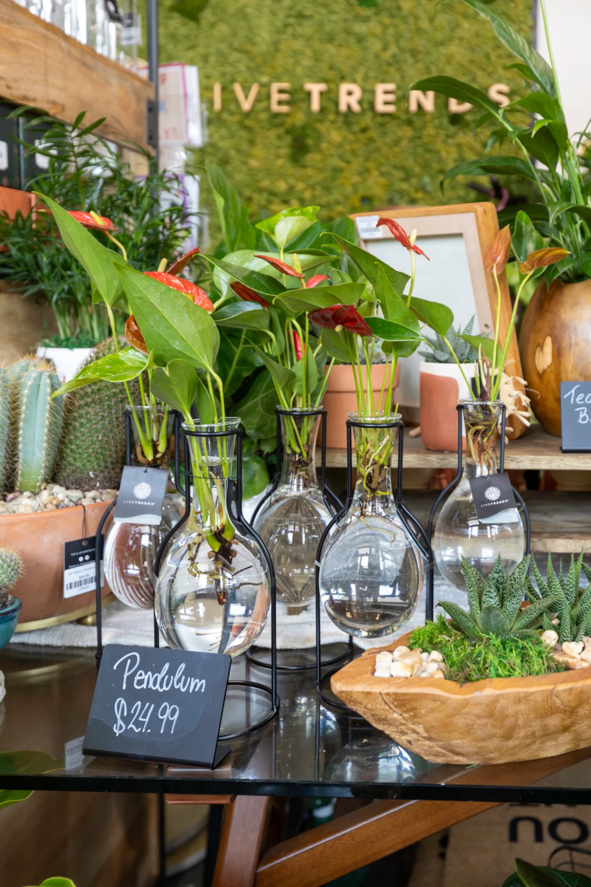 Fotografia comercial de plantas e artigos de decoração da LiveTrends Boutique