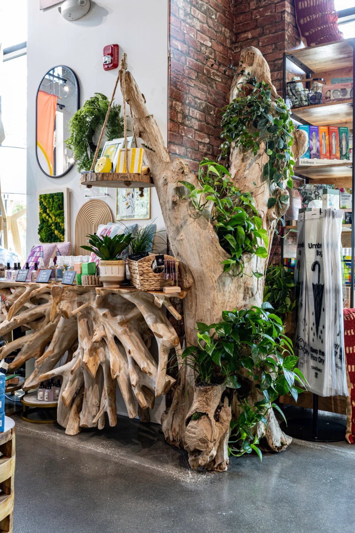 Fotografia comercial de plantas e artigos de decoração da LiveTrends Boutique